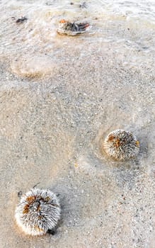 Long spined sea urchin urchins tones rocks and corals in turquoise green and blue water on the Caribbean beach in Playa del Carmen Quintana Roo Mexico.