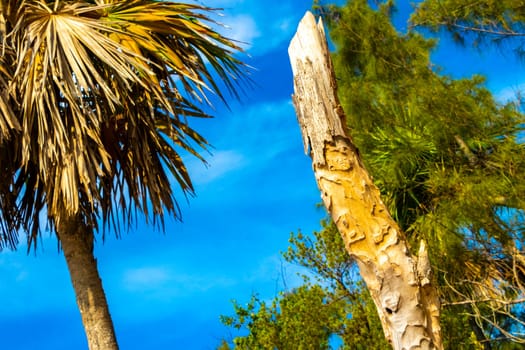 Old dead tree trunk branch on the beach in the tropical jungle in Playa del Carmen Quintana Roo Mexico.