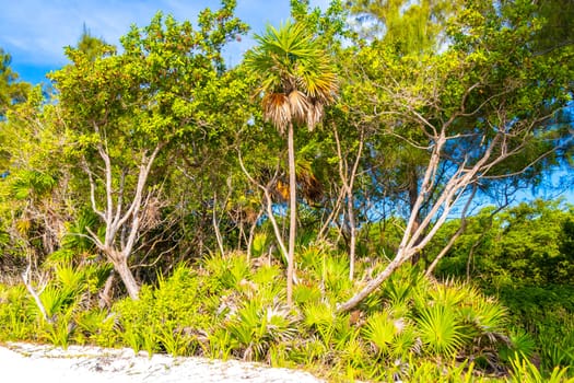 Tropical mexican caribbean beach nature with plants palm trees and fir trees in jungle forest nature with  blue sky and beach sand in Playa del Carmen Quintana Roo Mexico.