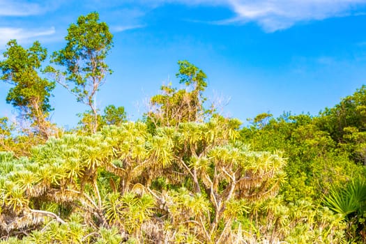 Tropical mexican caribbean beach nature with plants palm trees and fir trees in jungle forest nature with  blue sky and beach sand in Playa del Carmen Quintana Roo Mexico.