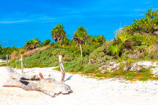 Old dead tree trunk branch on the beach in the tropical jungle in Playa del Carmen Quintana Roo Mexico.