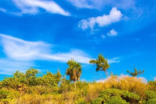 Tropical mexican caribbean beach nature with plants palm trees and fir trees in jungle forest nature with  blue sky and beach sand in Playa del Carmen Quintana Roo Mexico.