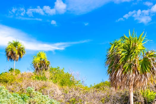 Tropical mexican caribbean beach nature with plants palm trees and fir trees in jungle forest nature with  blue sky and beach sand in Playa del Carmen Quintana Roo Mexico.