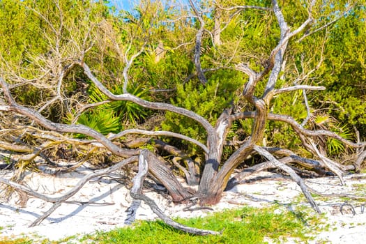 Old dead tree trunk branch on the beach in the tropical jungle in Playa del Carmen Quintana Roo Mexico.