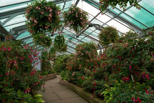 Amazonian Ecosystem Enchantment: Nature's Wonders in the Botanical Greenhouse. Botanic Rainforest Marvel: Exploring the Amazonian Flora in the Conservatory. Amazonian Ecosystem Enchantment Unveiled: Nature's Wonders in the Eco-friendly Botanical Greenhouse. Journey into Botanic Rainforest Marvel: Exploring the Amazonian Flora in the Greenhouse Haven. Rainforest Oasis Defined: A Lush Tapestry of Amazonian Plants in the Ecological Sanctuary. Sustainable Amazon Captured: Thriving Rainforest Diversity in the Eco-friendly Conservatory Wonderland. Nature's Embrace Revealed: Amazonian Beauty Flourishing Amidst the Lush Greenery.