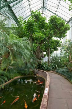 Majestic Japanese Koi Fish Swimming in Pond at Greenhouse. Japanese Carp Gracefully Gliding in Greenhouse Pond. Tranquil Japanese Koi Fish Pond in Greenhouse Oasis. Exotic Japanese Koi Fish in Ornamental Greenhouse Pond. Vibrant Japanese Koi Fish Swimming in Greenhouse Pond