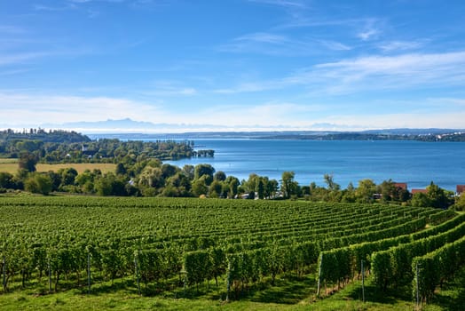 Bodensee Panorama: Alps on the Horizon, Vineyards, and Pastoral Beauty. Alpine Horizon: Bodensee, Vineyards, and Quaint Villages in the German Countryside. Vineyard Vistas: Bodensee, Alpine Peaks, and the Rural Charm of German Agriculture. Rural Tranquility: Bodensee Overlooking Pastures, Vineyards, and Traditional Villages,