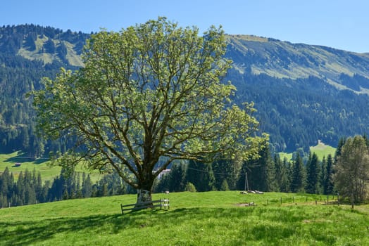 Alpine Symphony Unveiled: Summer Majesty in the Wilderness of Majestic Peaks. Summit Serenity Captured: Majestic Peaks and a Grand Tree in the Alpine Meadow. Mountain Vista Elegance Defined: A Grand Tree Gracing the Alpine Pasture Scene. Blue Skies Over Peaks Captured: Majestic Alpine Landscape in the Heart of Summer. Nature's Tapestry Revealed: A Lone Tree Amidst Alpine Meadows Beneath a Clear Sky