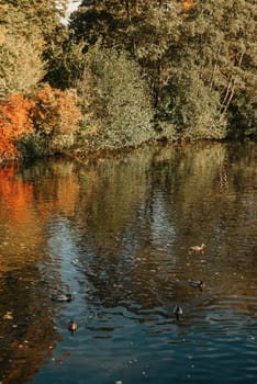 Autumn tree on the curves bank of the pond. Autumn landscape with red tree. autumn trees over water banks. Empty rusty railroad bridge over a river with forested banks at the peak of a fall foliage. A gravel riverbank path is in foreground