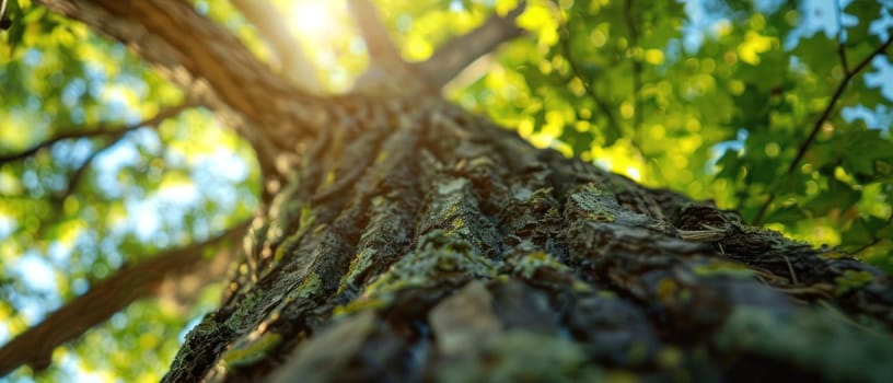 A tree trunk is shown in a close up, with the sunlight shining through the leaves. Concept of warmth and tranquility, as the natural beauty of the tree is highlighted