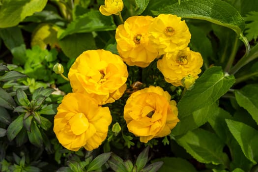 Yellow Bright Ranunculus Asiaticus or Rimmed Persian Buttercup Flower Outdoors In Garden Or Plant Nursery. Colorful Flowers, Botany, Floriculture. Horizontal Plane.