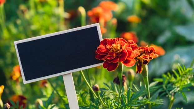 Blank Black billboard against marigold flowers field garden. Empty mockup template Blackboard label at farm land. Copy space banner for your text. Agricultural landscape advertisement sample