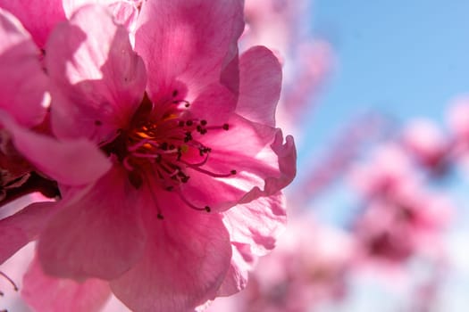 close up pink peach flower against a blue sky. The flower is the main focus of the image, and it is in full bloom