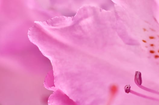 Pink Rhododendron flower petals. Macro flowers background for holiday brand design