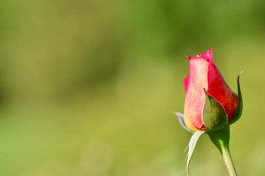 Beautiful red yellow rose bud on a green background in the garden. Ideal for a greeting cards