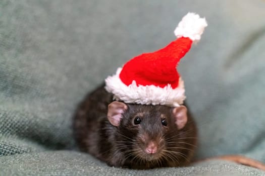 Rat Santa hat. Symbol of the Chinese New Year. Funny black rat Dumbo in a red santa checker on a green background