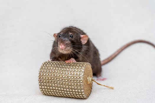 Black rat. Funny black rat Dumbo sits on a white carpet with a box. Symbol of the Chinese New Year