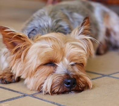 Sleeping puppy, dog and pet in the home, relax on kitchen floor and comfort with mans best friend. Adoption, foster and animal care, tired domestic yorkshire terrier with nap or asleep for wellness.