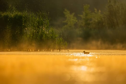 A wild duck glides on sunset-kissed waters, surrounded by the mesmerizing hues of orange. Serene beauty in perfect harmony.