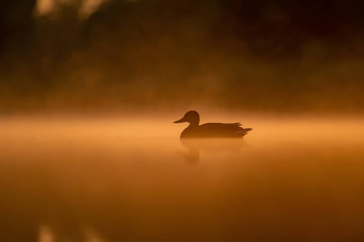 A wild duck glides on sunset-kissed waters, surrounded by the mesmerizing hues of orange. Serene beauty in perfect harmony.