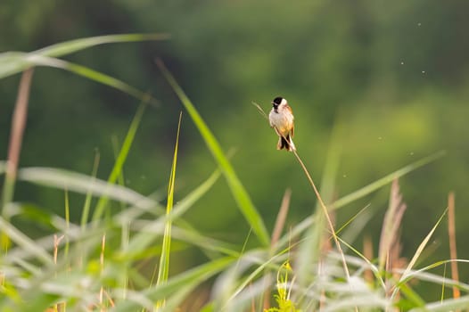 A wild A charming Common Reed Bunting perched on a slender stem amidst lush greenery, showcasing the beauty of nature.duck glides on sunset-kissed waters, surrounded by the mesmerizing hues of orange. Serene beauty in perfect harmony.