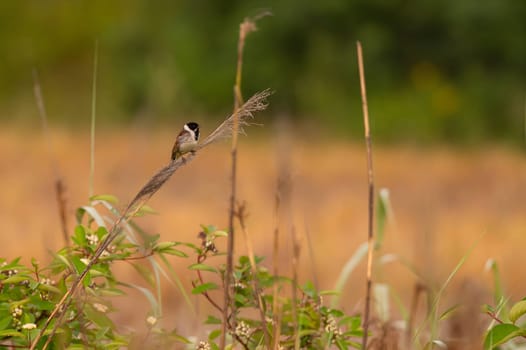 A wild A charming Common Reed Bunting perched on a slender stem amidst lush greenery, showcasing the beauty of nature.duck glides on sunset-kissed waters, surrounded by the mesmerizing hues of orange. Serene beauty in perfect harmony.