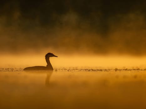 A common moorhen glides on sunset-kissed waters, surrounded by the mesmerizing hues of orange. Serene beauty in perfect harmony.