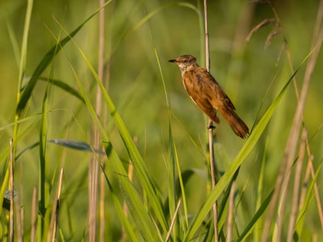 The Great Reed Warbler sits on tall grass, camouflaged among the surrounding vegetation.