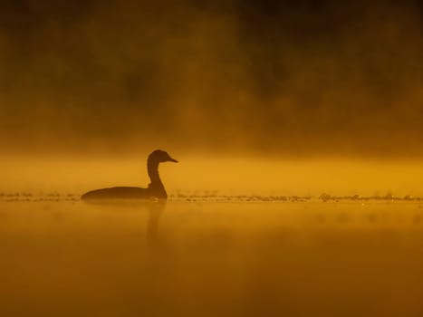 A common moorhen glides on sunset-kissed waters, surrounded by the mesmerizing hues of orange. Serene beauty in perfect harmony.