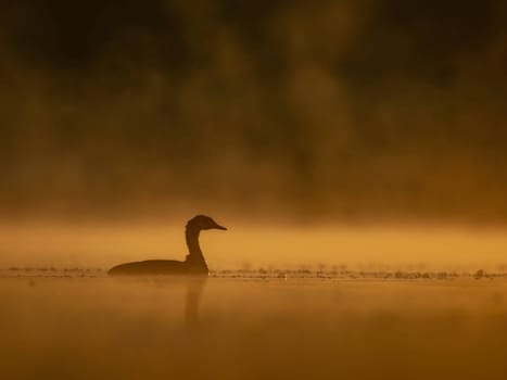 A common moorhen glides on sunset-kissed waters, surrounded by the mesmerizing hues of orange. Serene beauty in perfect harmony.