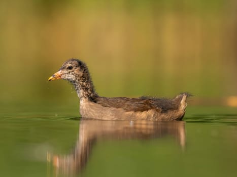 A young Common Moorhen peacefully floats on the water, surrounded by a lush green background.