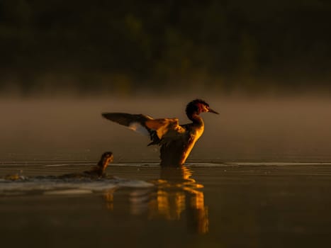 The Great Crested Grebe gracefully prepares for flight, showcasing its majestic presence.