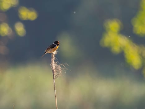The European stonechat perches on tall grass, blending with the surrounding vegetation.