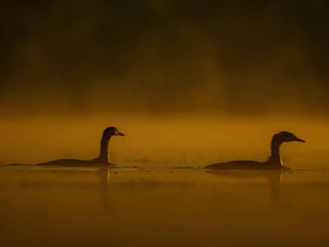 Two ducks glides on sunset-kissed waters, surrounded by the mesmerizing hues of orange. Serene beauty in perfect harmony.