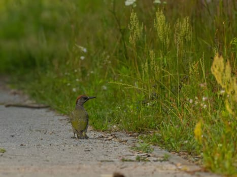 The European green woodpecker stands out against a lush backdrop of green plants.