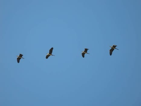 Graceful Grey Herons soaring through the boundless sky, their wings spread wide, painting a picture of elegance and freedom.