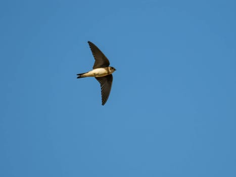 A Sand Martin gliding through the vast expanse of the sky, its agile wings carrying it with effortless grace.