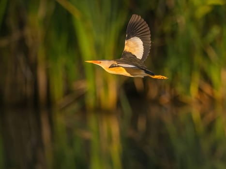 A Little Bittern gracefully soaring through lush green foliage, its slender form blending seamlessly with its natural surroundings.