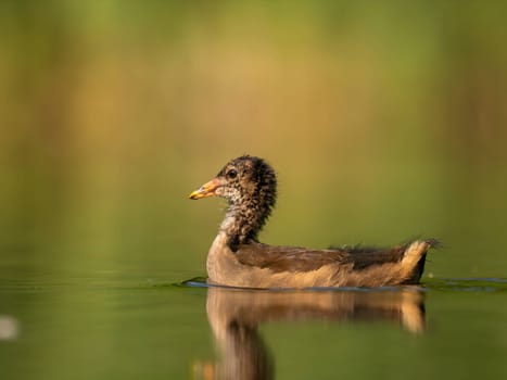 A young Common Moorhen peacefully floats on the water, surrounded by a lush green background.