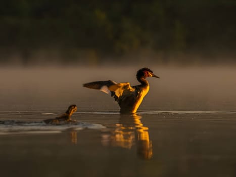 The Great Crested Grebe gracefully prepares for flight, showcasing its majestic presence.