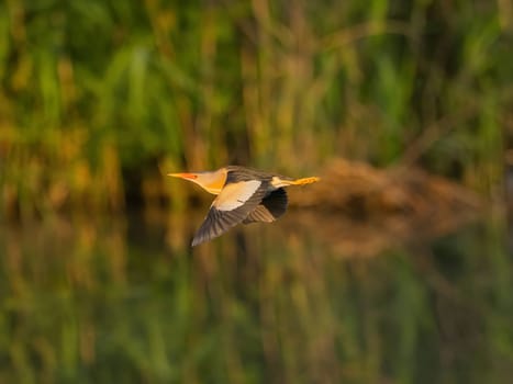 A Little Bittern gracefully soaring through lush green foliage, its slender form blending seamlessly with its natural surroundings.