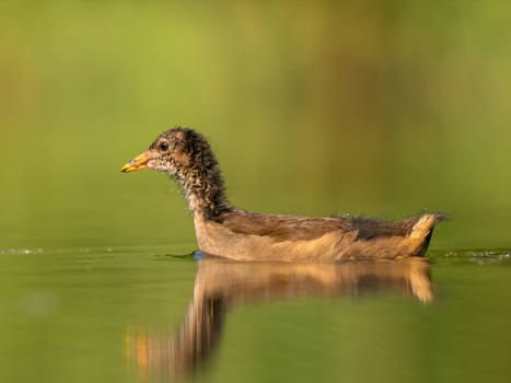 A young Common Moorhen peacefully floats on the water, surrounded by a lush green background.