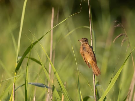 The Great Reed Warbler sits on tall grass, camouflaged among the surrounding vegetation.