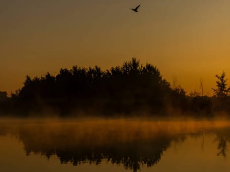 The setting sun casts its warm glow over a serene wetland, as a majestic duck gracefully glides through the sky.