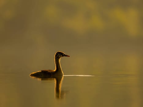 A young Great Crested Grebe peacefully floats on the water, illuminated by the warm hues of the setting sun.