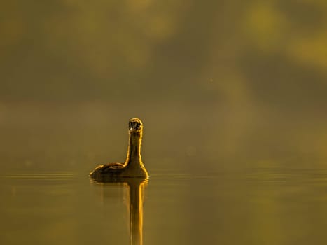 A young Great Crested Grebe peacefully floats on the water, illuminated by the warm hues of the setting sun.