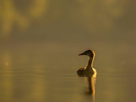 A young Great Crested Grebe peacefully floats on the water, illuminated by the warm hues of the setting sun.