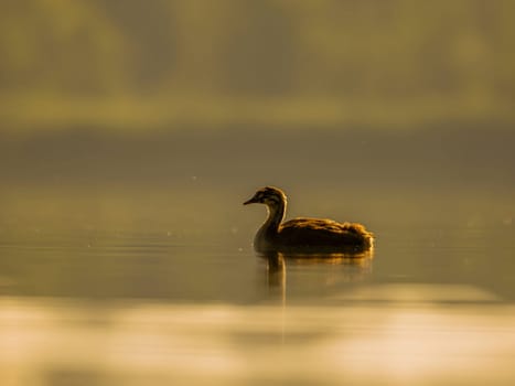 A young Great Crested Grebe peacefully floats on the water, illuminated by the warm hues of the setting sun.