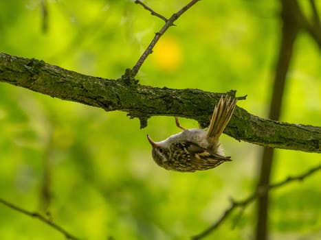An Eurasian Treecreeper perches on a tree branch, surrounded by lush green foliage.
