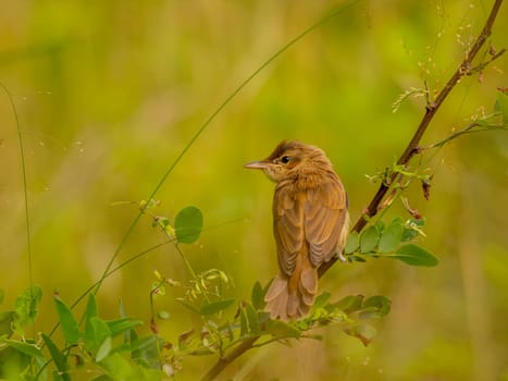 A Great Reed Warbler perched on a tree branch, blending in with the lush green background.